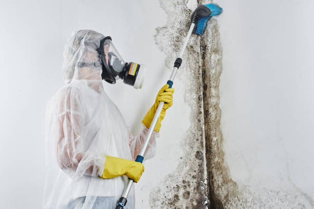 Best Bathroom Mold Remediation in Tonkawa, OK
