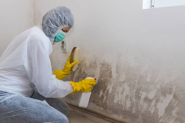 Best Mold Remediation for Schools in Tonkawa, OK