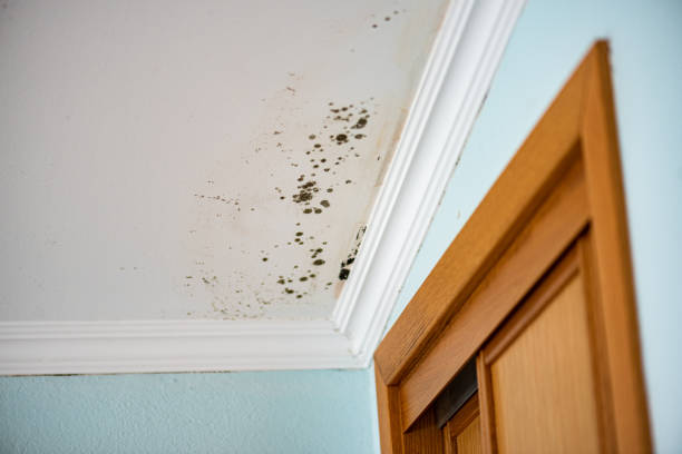 Best Mold Remediation for Schools in Tonkawa, OK
