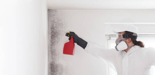 Best Black Mold Remediation in Tonkawa, OK