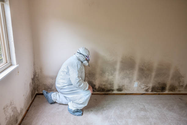 Best Preventive Mold Services in Tonkawa, OK