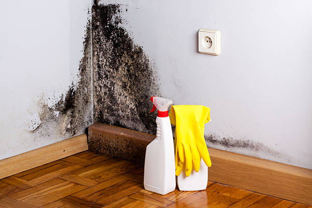 Best Localized Mold Remediation (e.g., coastal areas, humid climates) in Tonkawa, OK