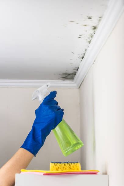 Reliable Tonkawa, OK Mold Remediation Solutions
