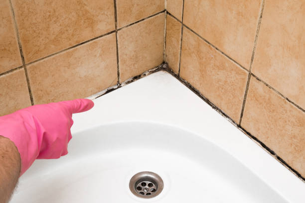 Best Attic Mold Remediation in Tonkawa, OK